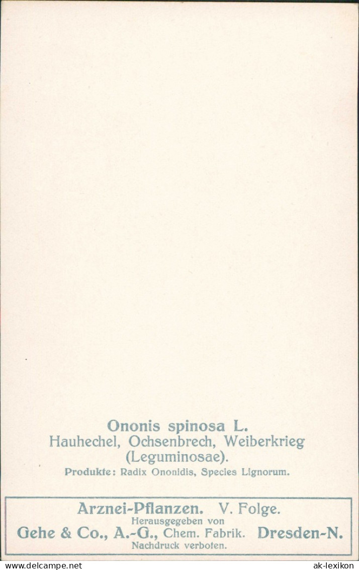 Ononis Spinosa L. Gehe & Co., A.-G., Chem. Fabrik. Dresden-N. 1911 - Autres & Non Classés