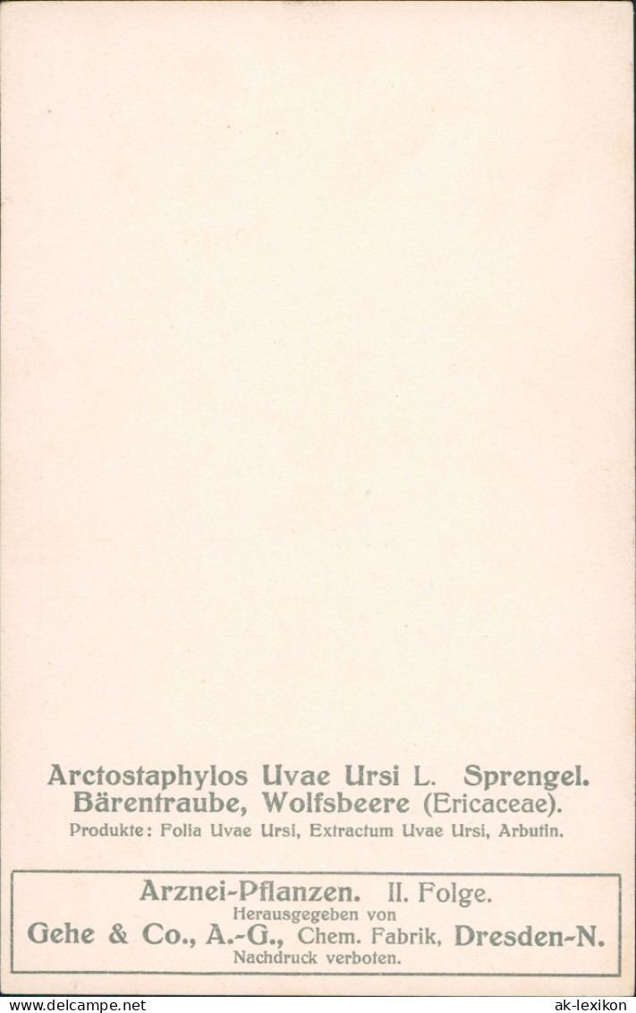 Arctostaphylos Uvae Ursi L. Sprengel. Bärentraube, Wolfsbeere (Ericaceae). 1909 - Sonstige & Ohne Zuordnung