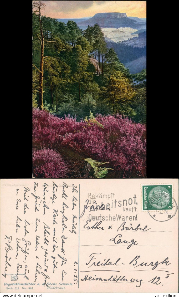 Ansichtskarte Porschdorf-Bad Schandau Vegetationsbilder Lilienstein 1916 - Bad Schandau