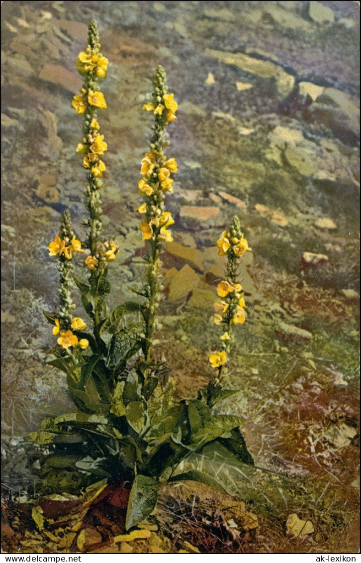 Verbascum Thapsiforme Königskerze, Wollblume   Produkte: Flores Verbasci. 1912 - Sonstige & Ohne Zuordnung