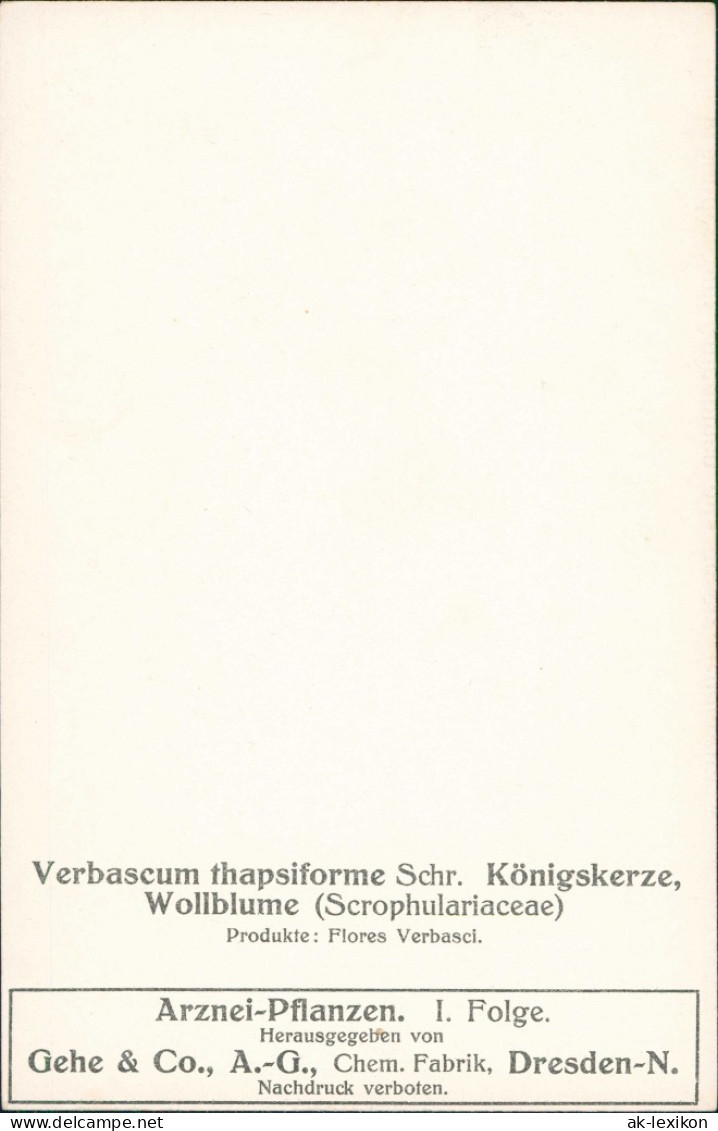 Verbascum Thapsiforme Königskerze, Wollblume   Produkte: Flores Verbasci. 1912 - Autres & Non Classés
