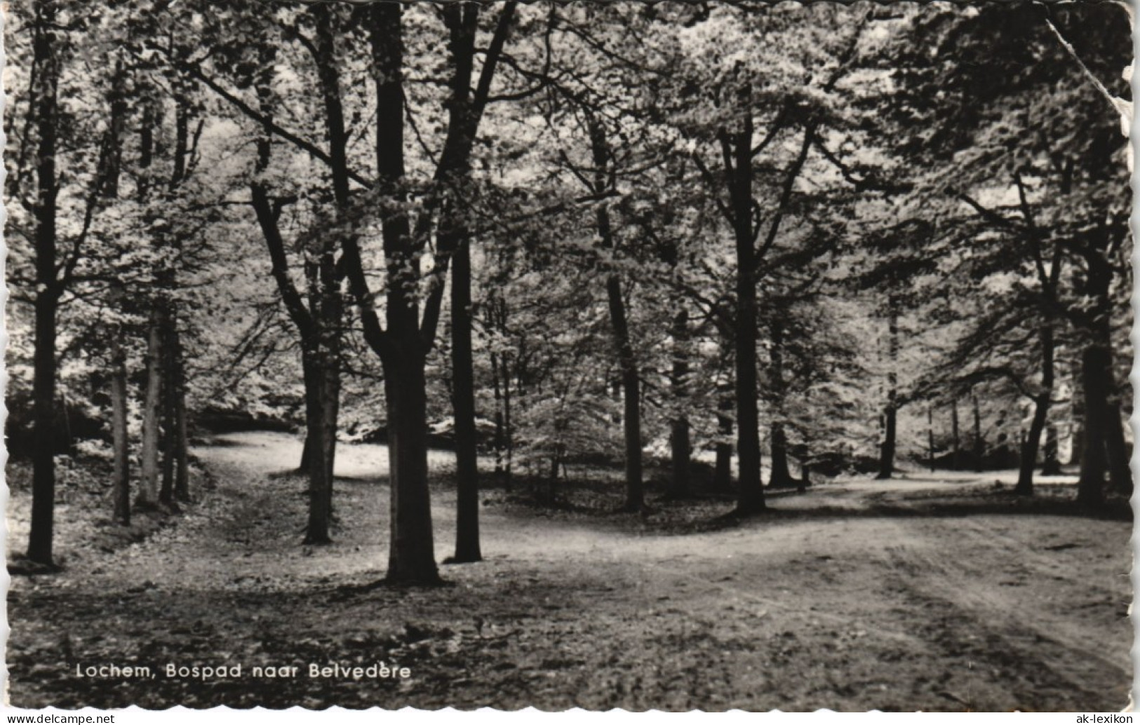 Postkaart Lochem Lochem, Bospad Naar Belvedere 1965 - Sonstige & Ohne Zuordnung