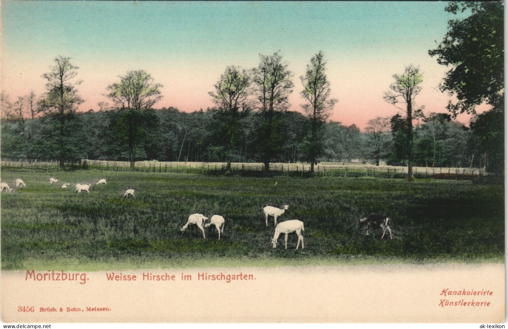 Ansichtskarte Moritzburg Weisse Hirsche Hirschgarten Handcoloriert 1909 - Moritzburg