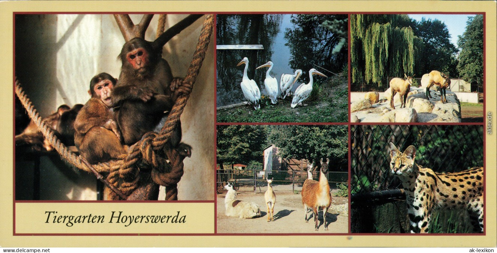 Hoyerswerda Tierpark: Bärenmakaken, Rosapelikane Alpengemsen, Serval 1989 - Hoyerswerda