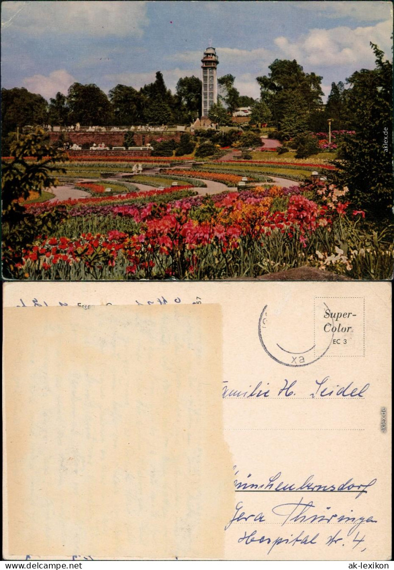 Ansichtskarte Essen (Ruhr) Grugapark Mit Aussichtsturm 1961 - Essen