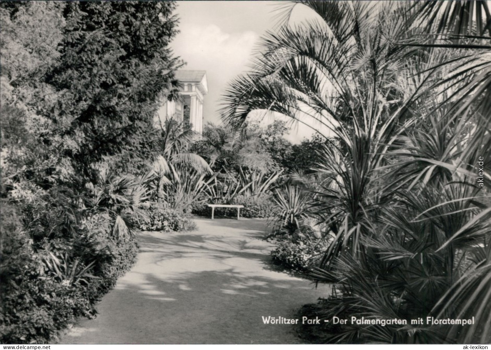 Wörlitz-Oranienbaum-Wörlitz Wörlitzer Park - Der Palmengarten Mit  C 1972 - Autres & Non Classés