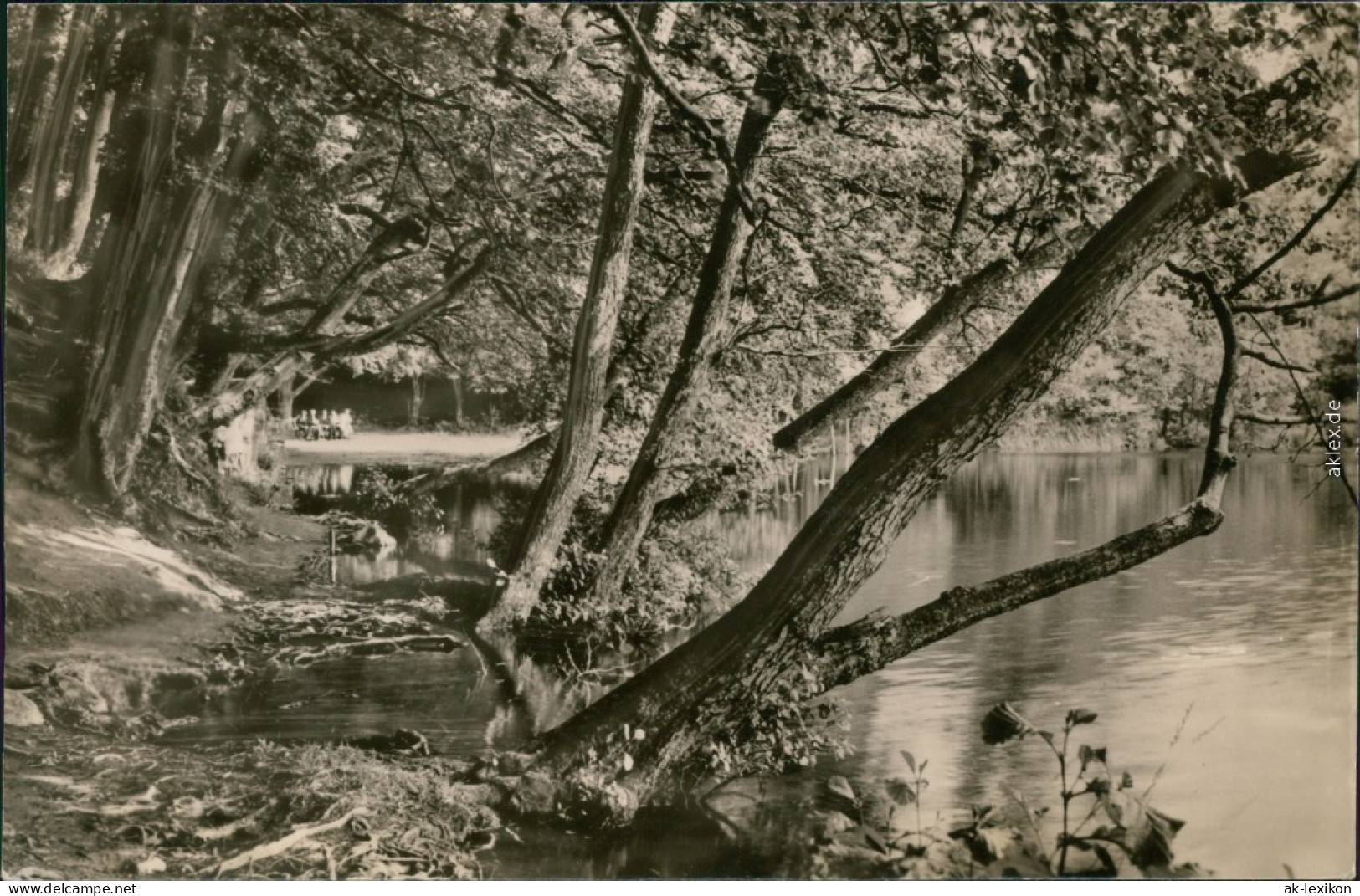 Ansichtskarte Stubbenkammer-Sassnitz Saßnitz Herthasee - Uferbereich 1961 - Sassnitz