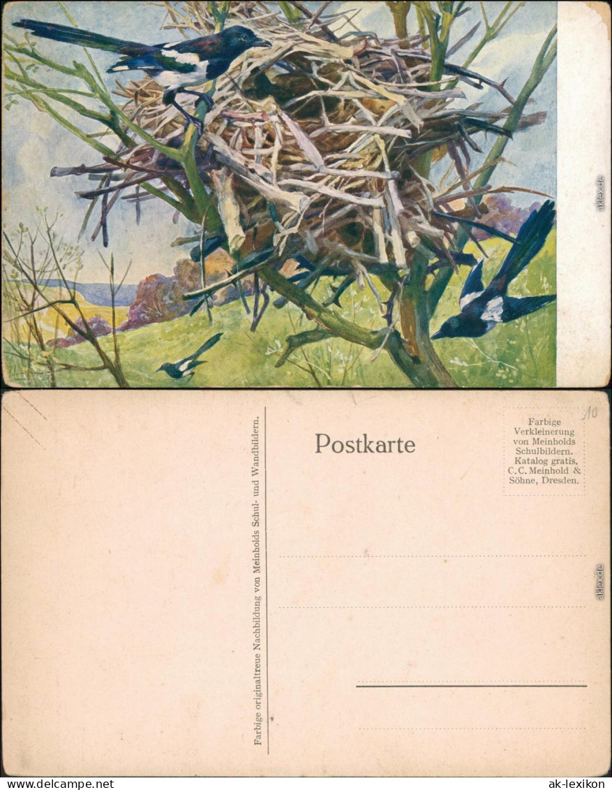 Ansichtskarte  Vögel Bauen Nest - Künstlerkarte 1913  - 1900-1949