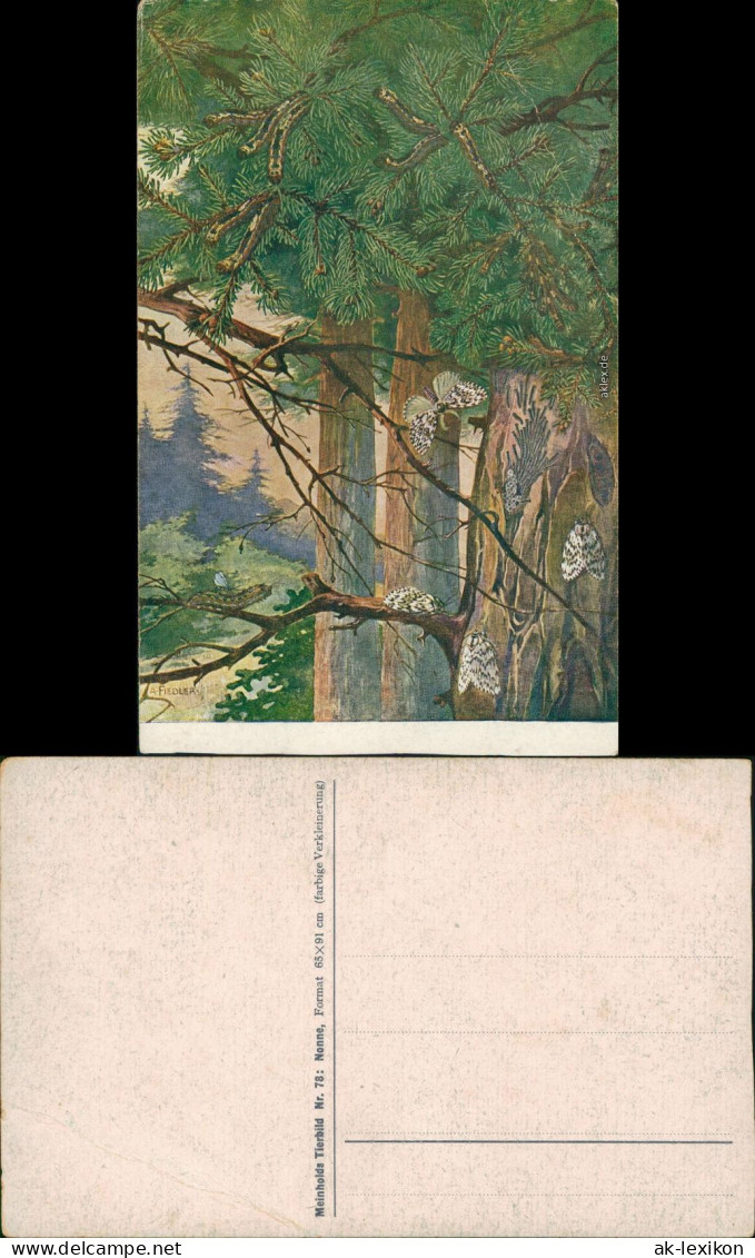 Ansichtskarte  Künstlerkarte V. A. Fiedler - Raupe Und Schmetterlinge 1926 - Peintures & Tableaux