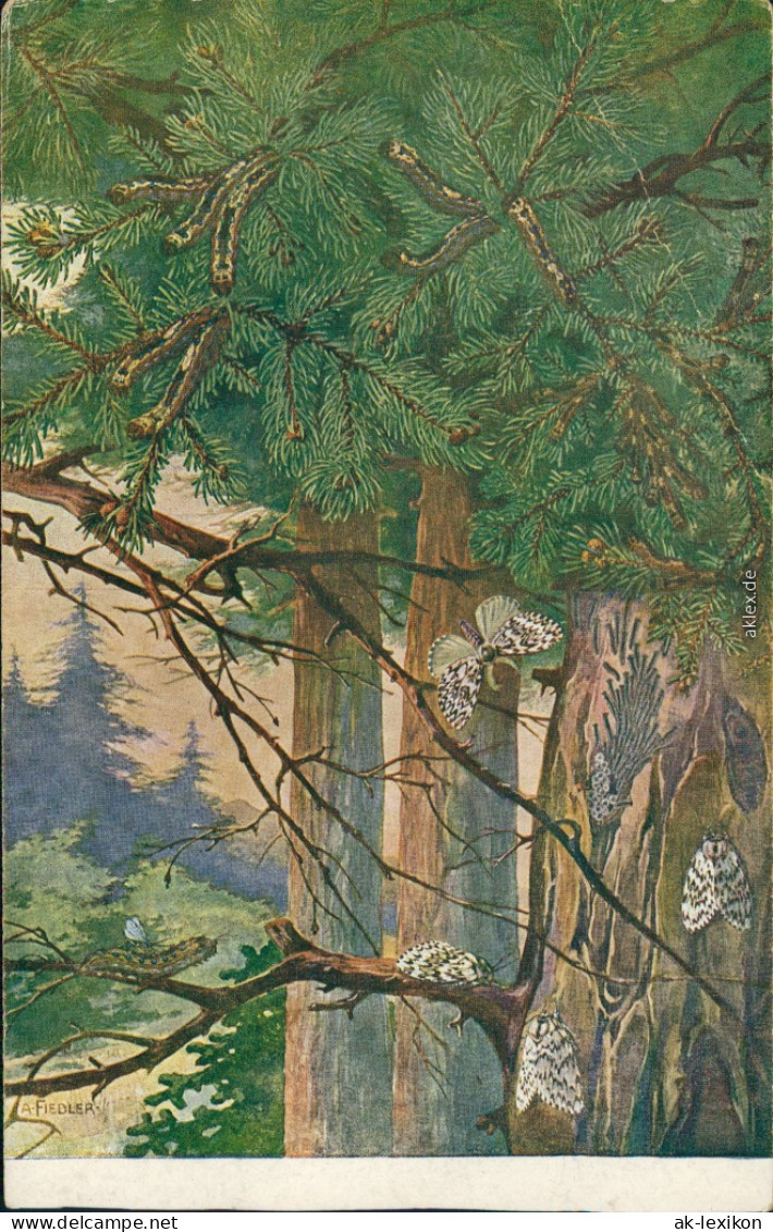 Ansichtskarte  Künstlerkarte V. A. Fiedler - Raupe Und Schmetterlinge 1926 - Peintures & Tableaux