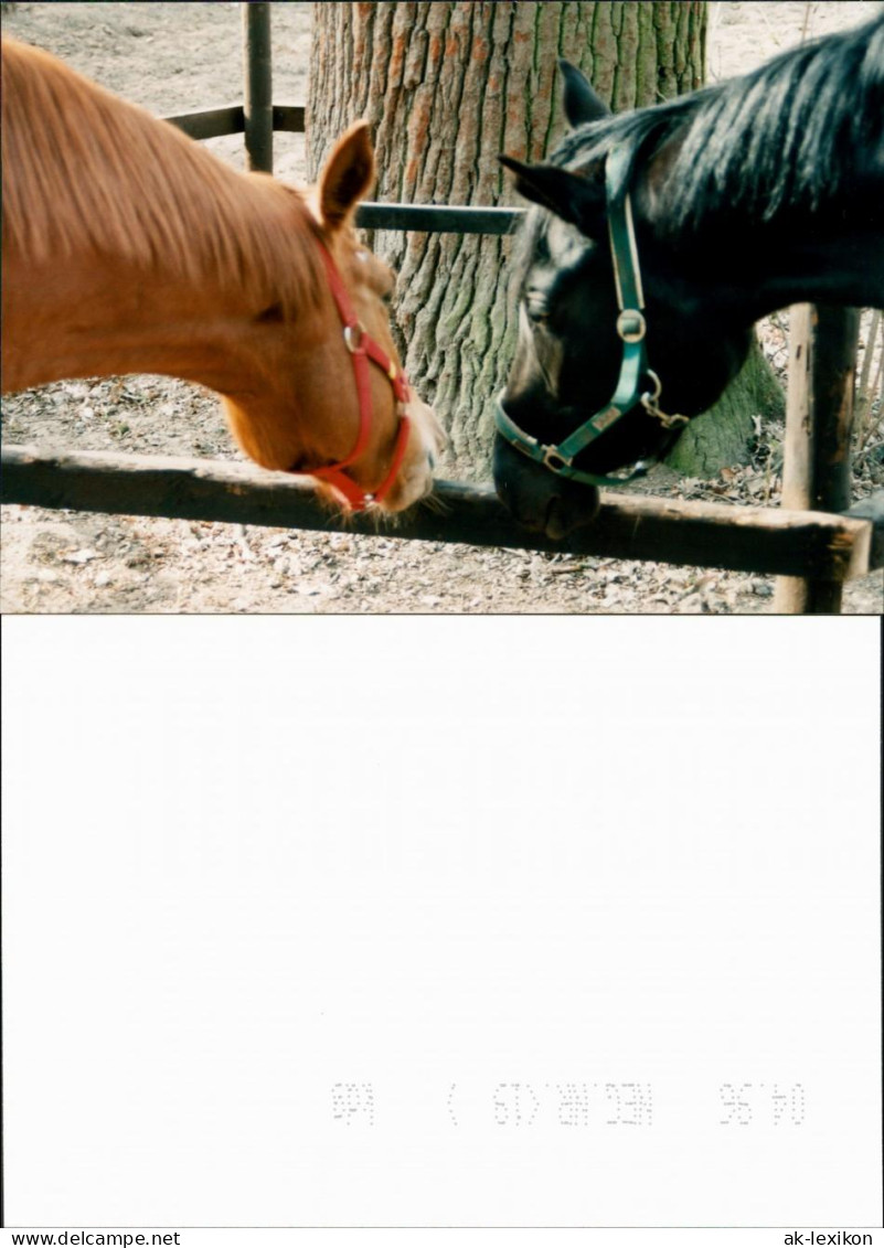 Medingen-Bad Bevensen 2 Pferde Im Klosterhof Medingen 1996 Privatfoto  - Bad Bevensen