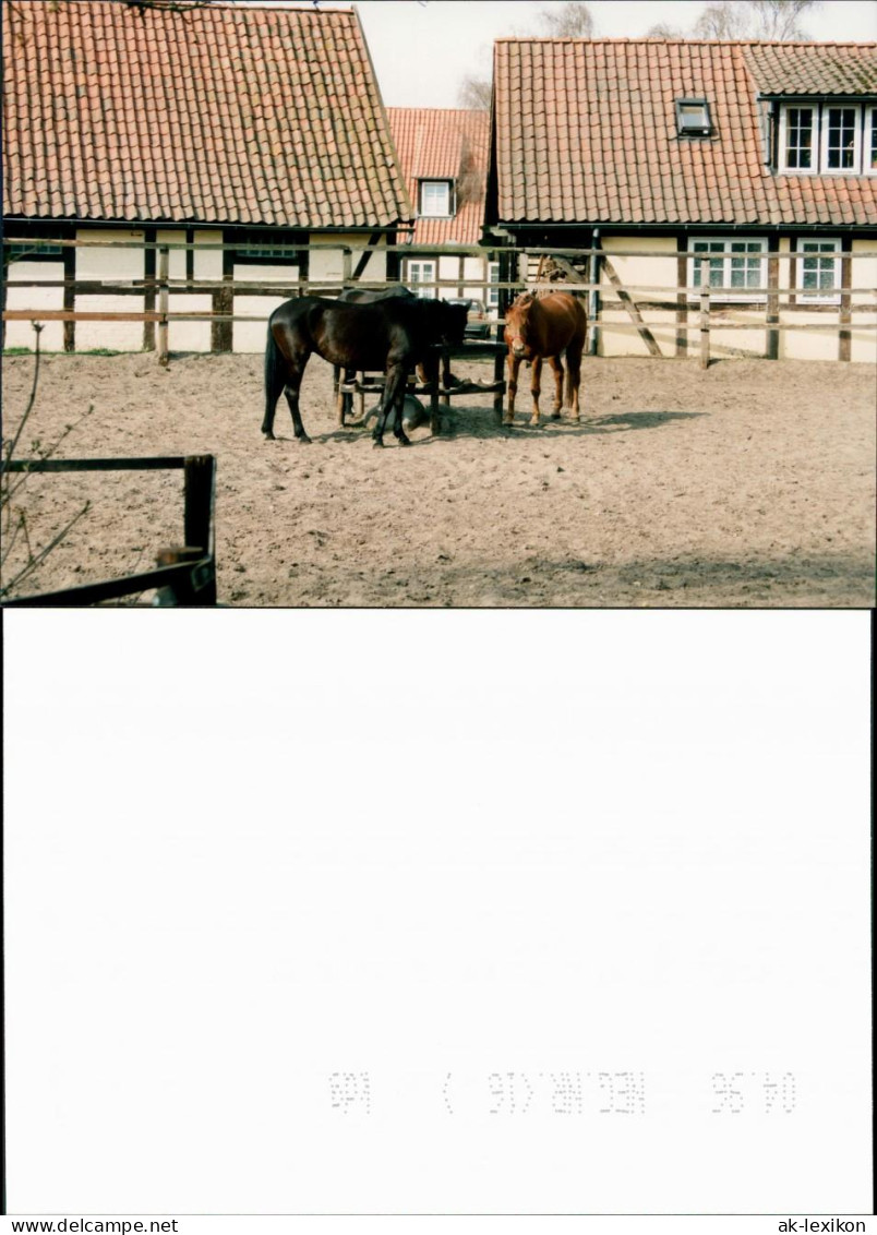 Medingen-Bad Bevensen Klosterhof Medingen Pferde 1996 Privatfoto  - Bad Bevensen