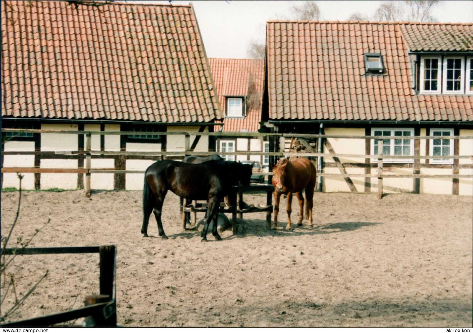 Medingen-Bad Bevensen Klosterhof Medingen Pferde 1996 Privatfoto  - Bad Bevensen