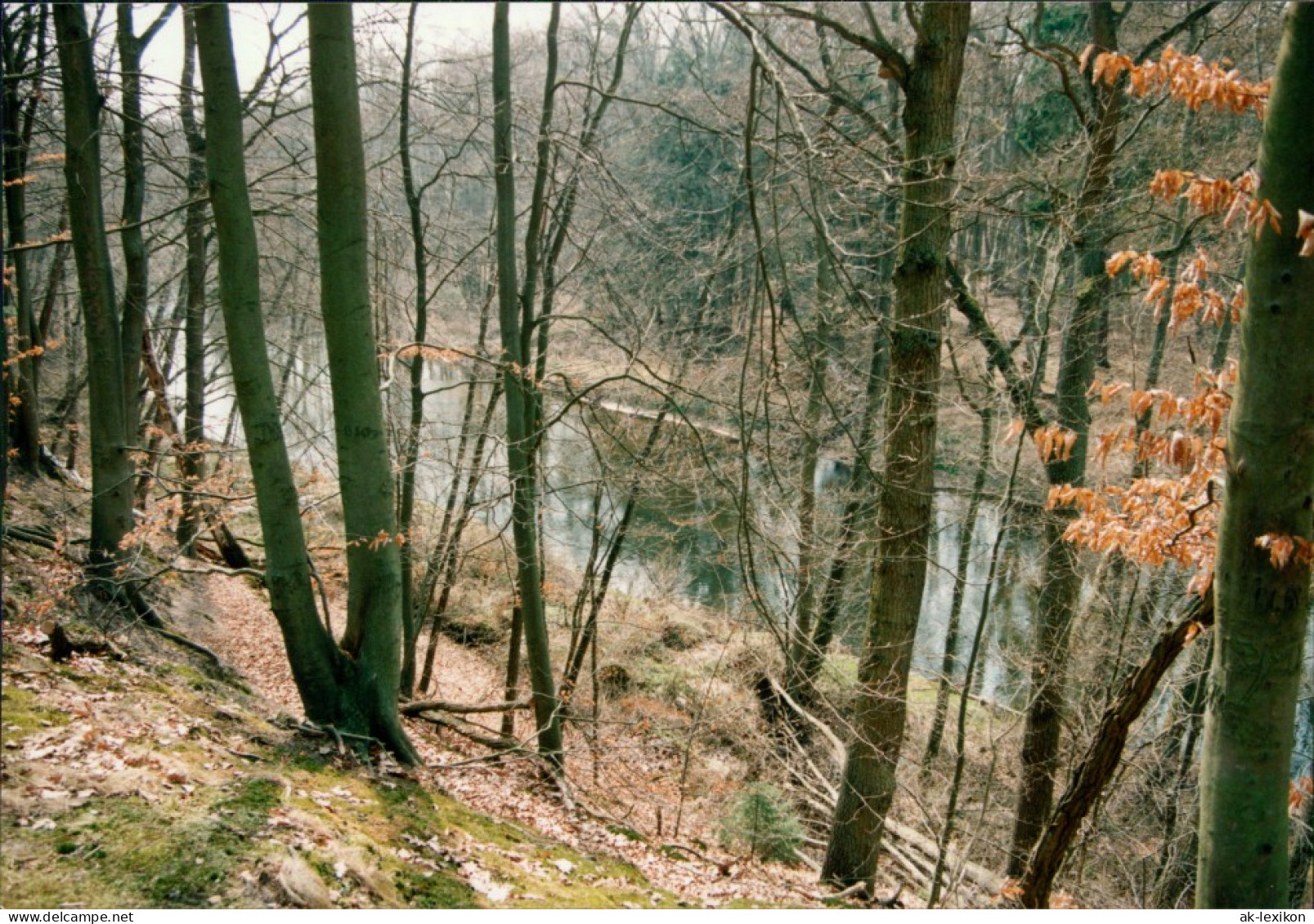 Foto Bad Bevensen Flusspartie Im Wald 1996 Privatfoto  - Bad Bevensen