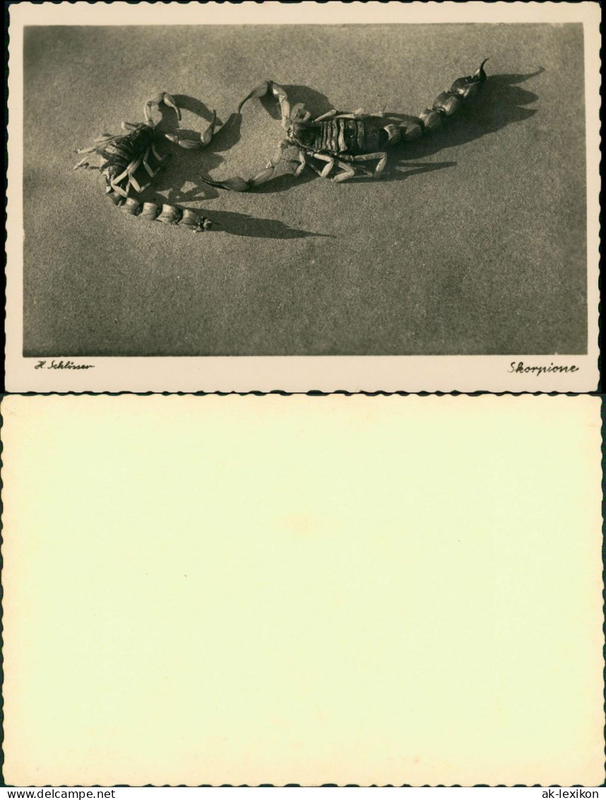 Foto  Tiere - Skorpion 1934 Privatfoto  - Other & Unclassified