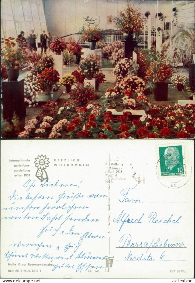 Erfurt Gartenbauausstellung Der DDR (IGA) - Rosensonderschau In Halle 13 1966 - Erfurt