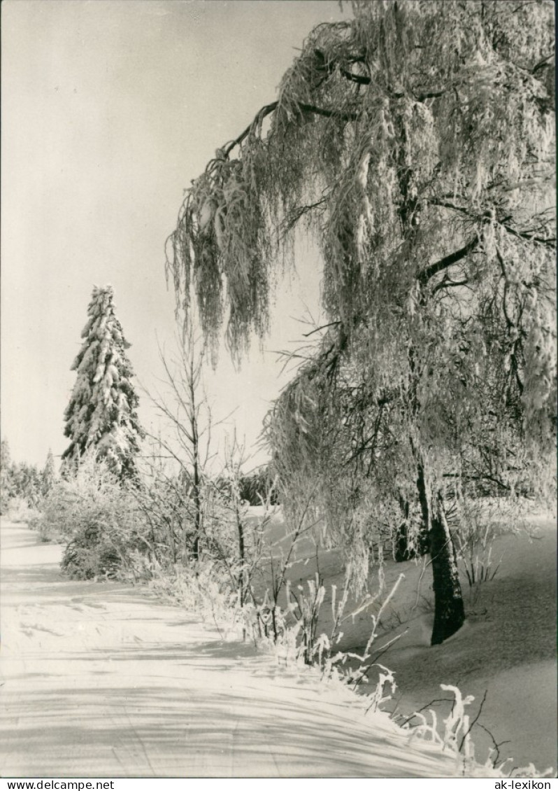 Ansichtskarte  Zugeschneiter Weg Und Baum 1971 - Non Classés