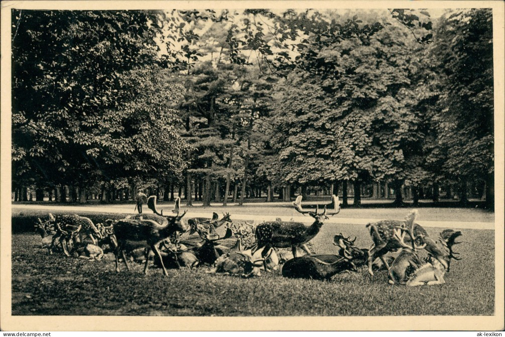 Ansichtskarte Kirchrode-Hannover Tiergarten - Damwild 1938 - Hannover