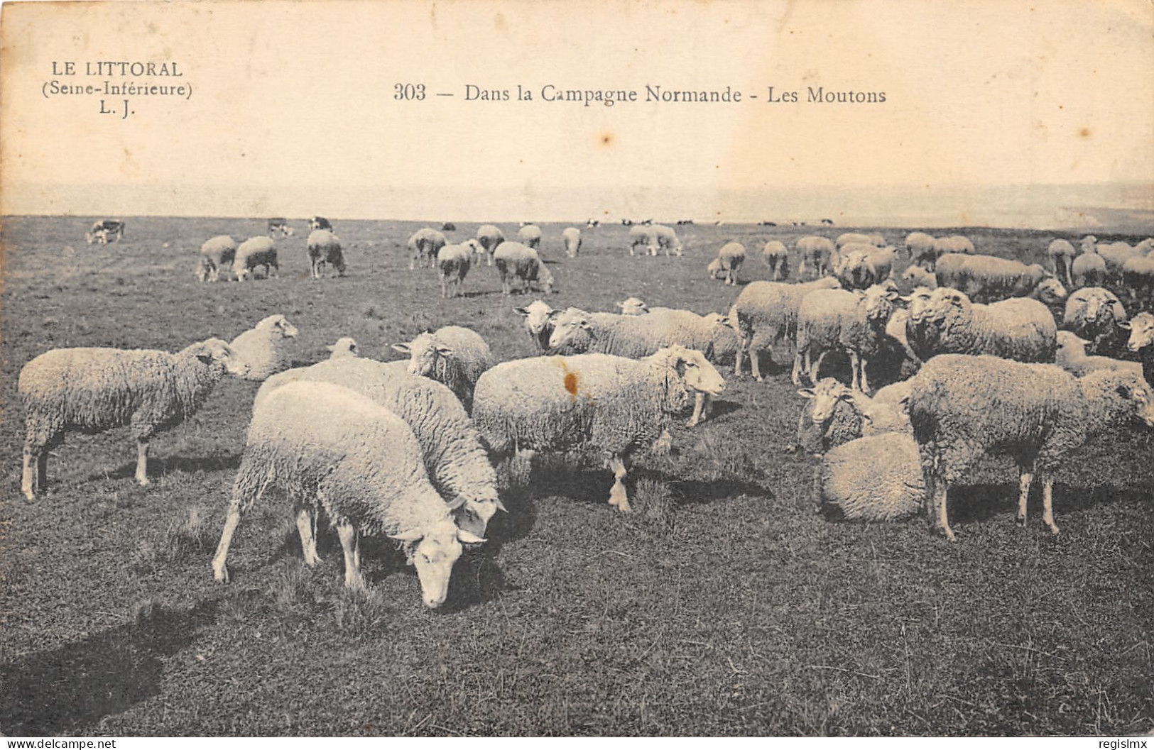 76-CAMPAGNE NORMANDE-LES MOUTONS-N°355-F/0087 - Other & Unclassified