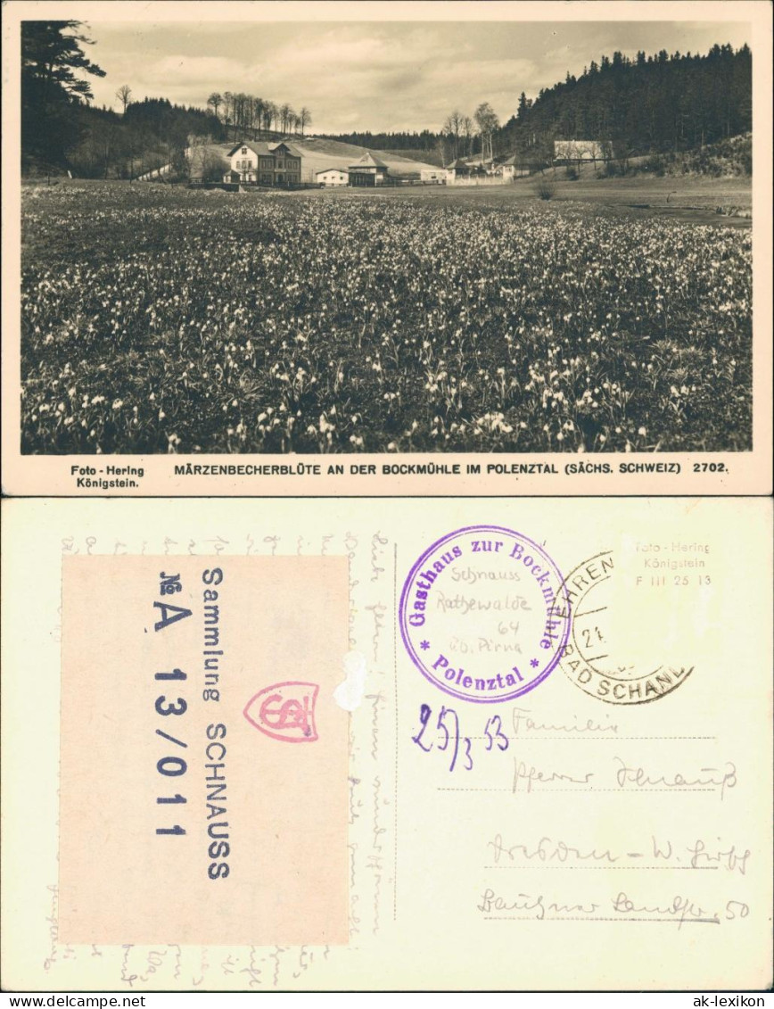 Polenz-Neustadt (Sachsen) Märzenbecherblüte An Der Bockmühle Im Polenztal 1955 - Neustadt