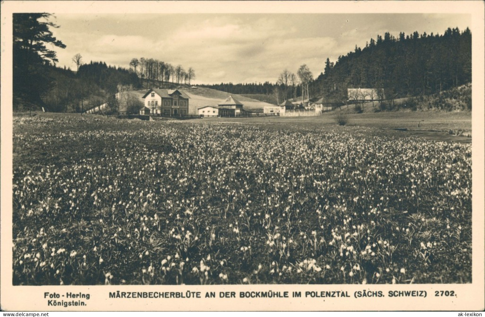 Polenz-Neustadt (Sachsen) Märzenbecherblüte An Der Bockmühle Im Polenztal 1955 - Neustadt