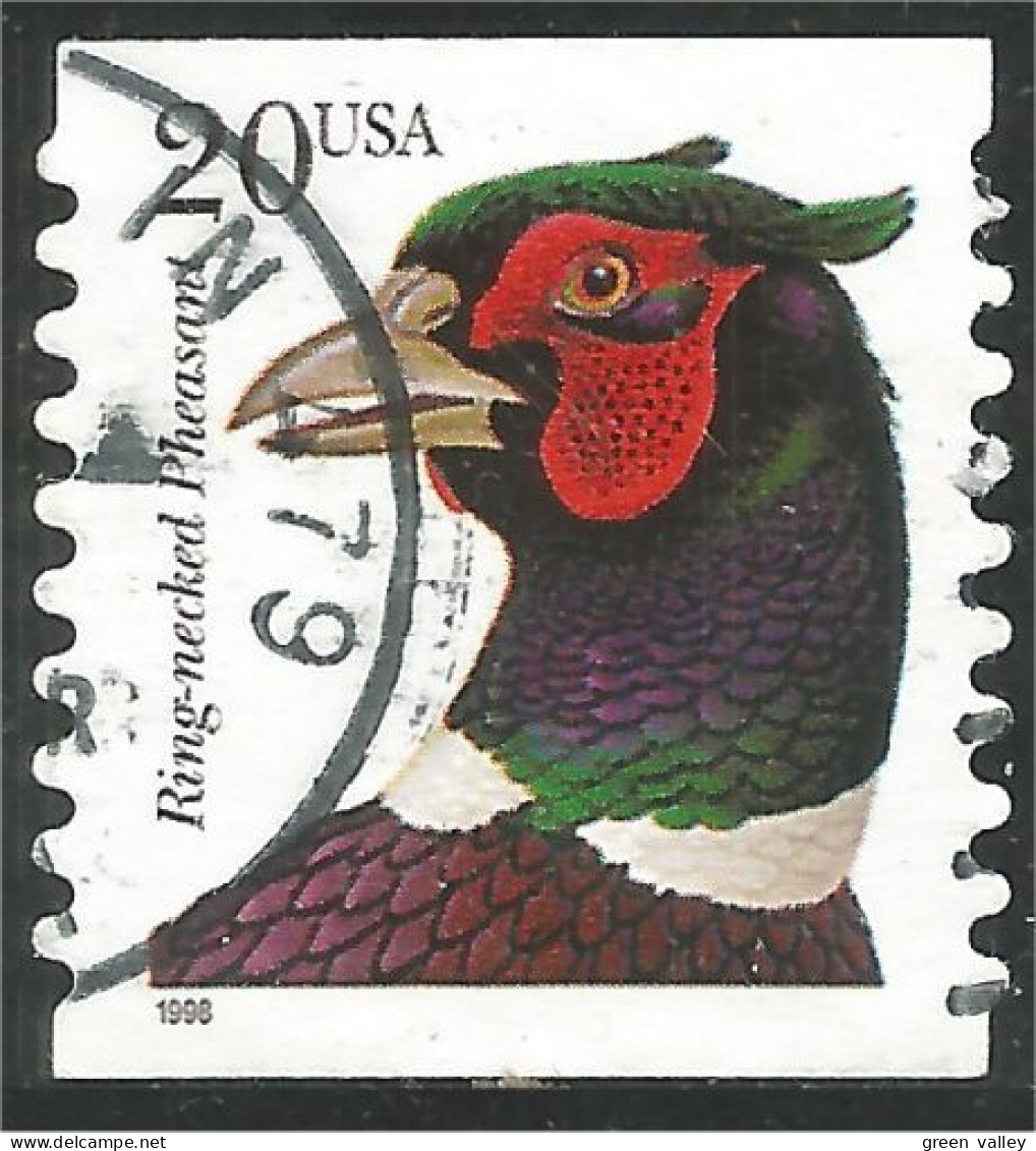XW01-0434 USA Oiseau Bird Vogel Uccello Faisan Collier Ring-necked Pheasant Coil Roulette - Gallináceos & Faisanes