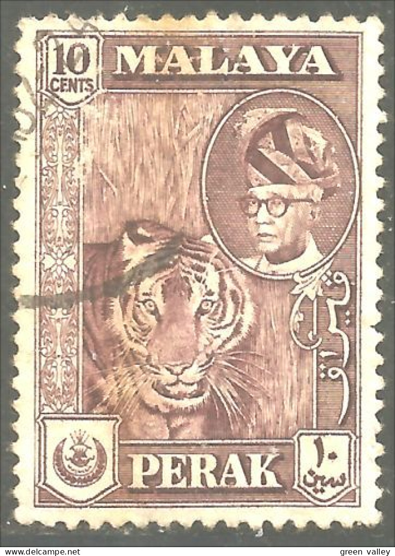 XW01-0261 Malaya Perak Tigre Tiger - Félins