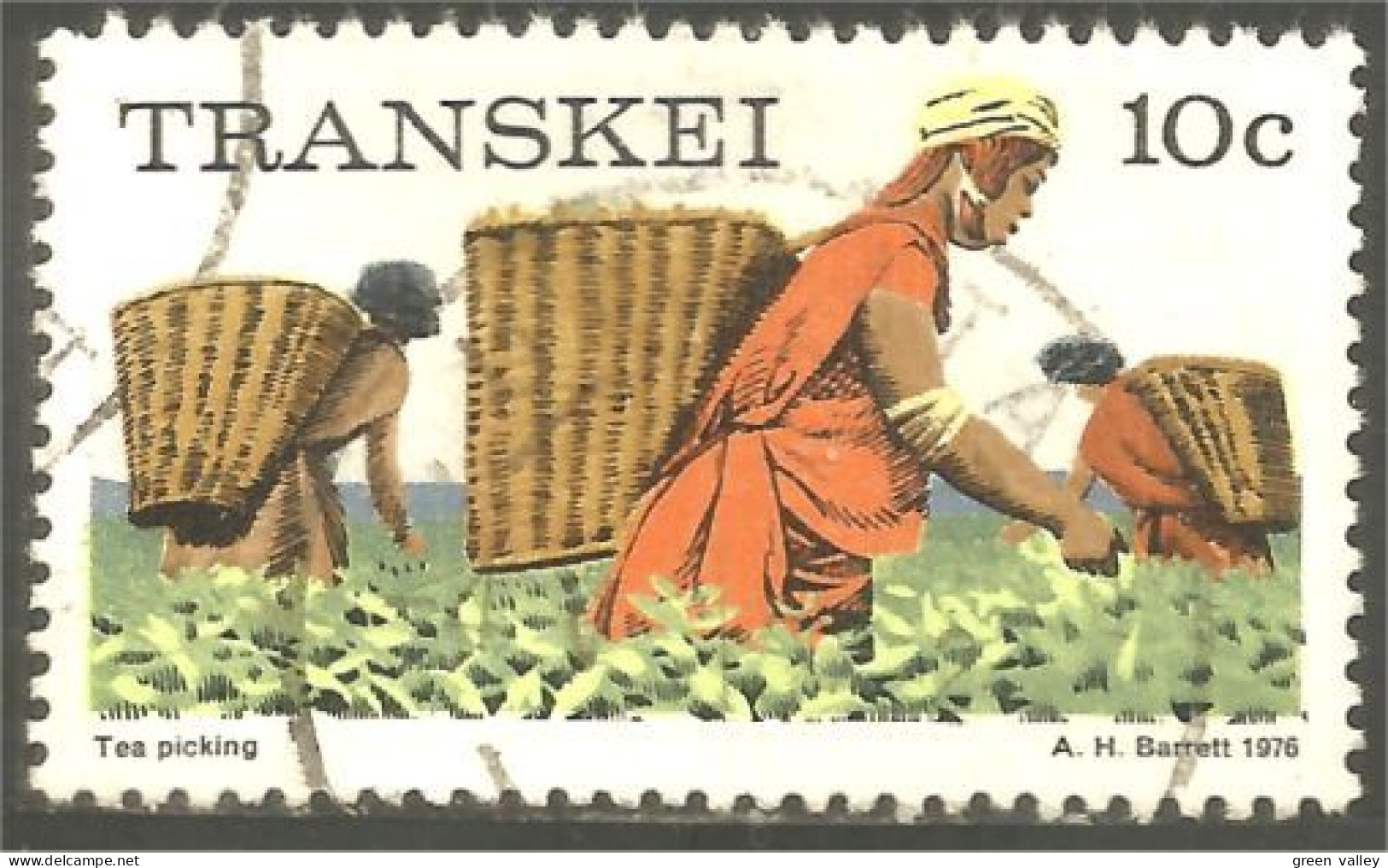 XW01-0975 Transkei Tea Picking Cueillette Thé Femme Panier Woman Basket - Agricoltura