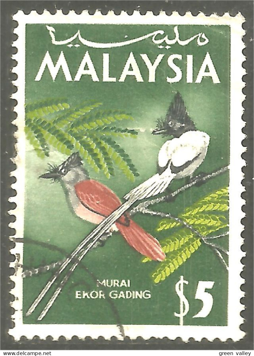 XW01-0941 Malaysia Murai Ekor Gading Oiseau Bird Vogel Uccello - Sonstige & Ohne Zuordnung