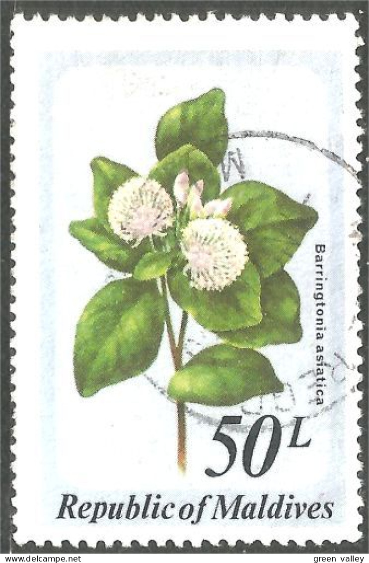 XW01-0912 Maldives Fleur Barringtonia Flower Blume - Autres & Non Classés