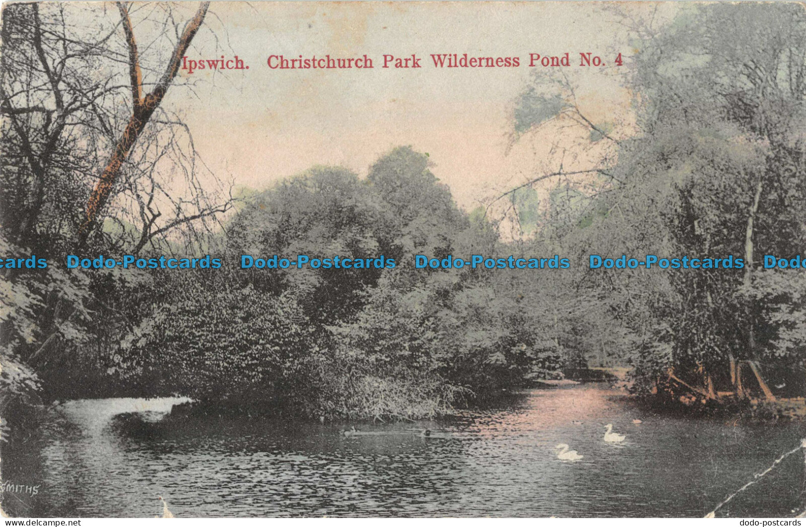 R099766 Ipswich. Christchurch Park Wilderness Pond No. 4. Suitall Series. 1904 - World