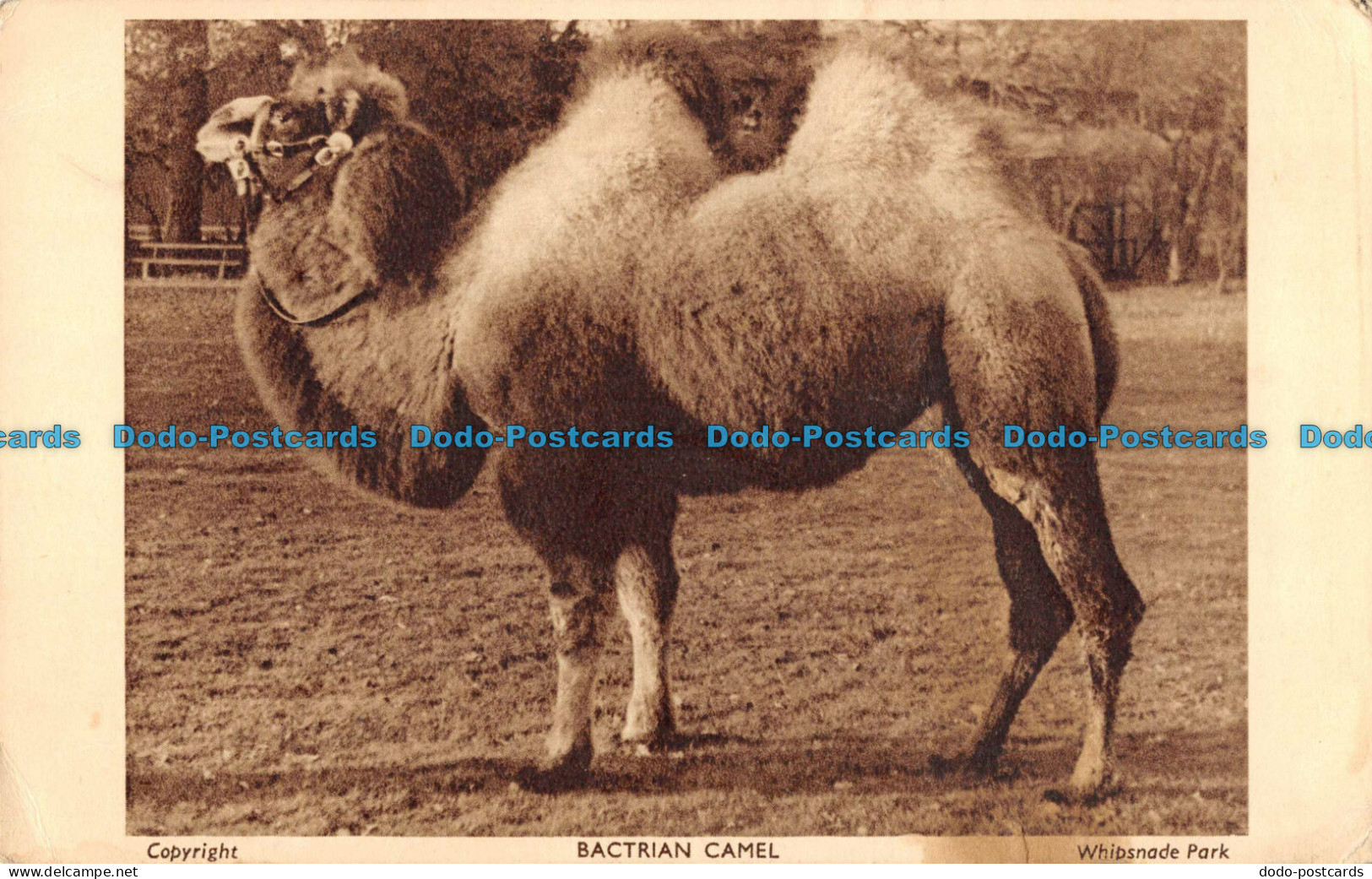 R099858 Bactrian Camel. Whipsnade Park. Zoological Society Of London - Other & Unclassified