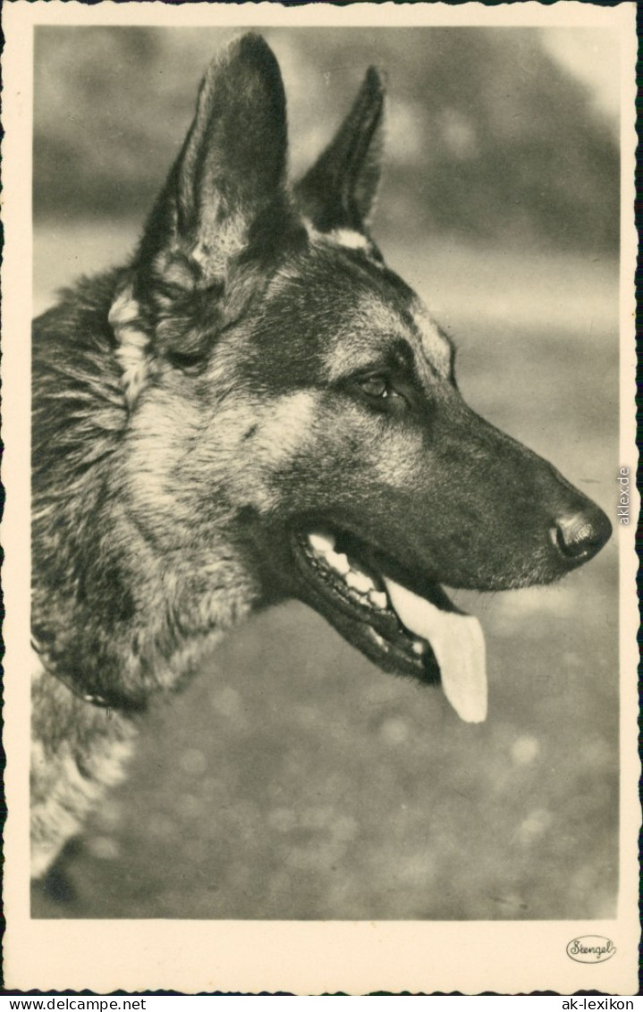 Ansichtskarte  Tiere - Hunde - Schäferhund 1930 - Dogs