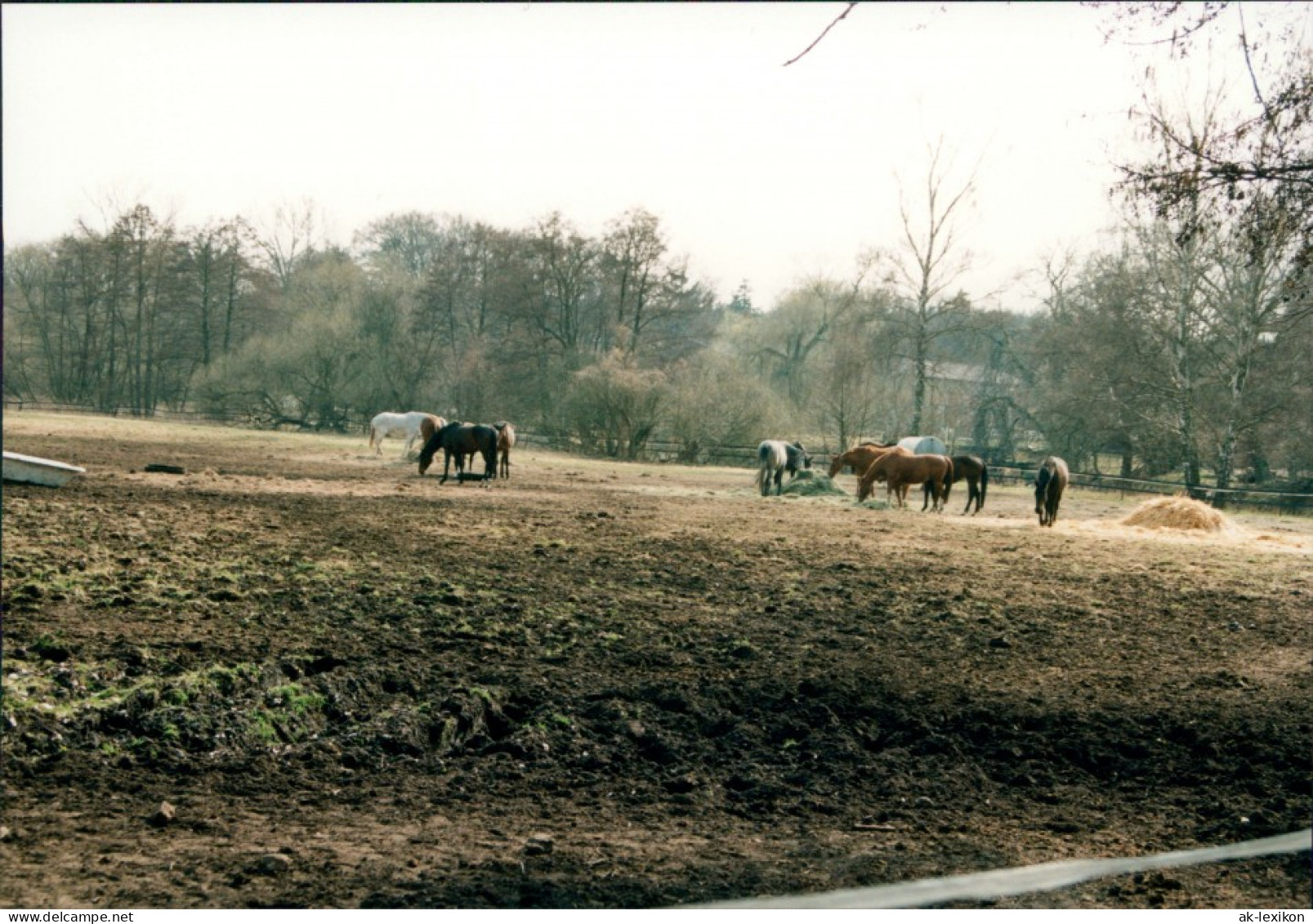 Medingen-Bad Bevensen Klosterhof Medingen Pferde Auf Der Koppel 1996 Privatfoto  - Bad Bevensen