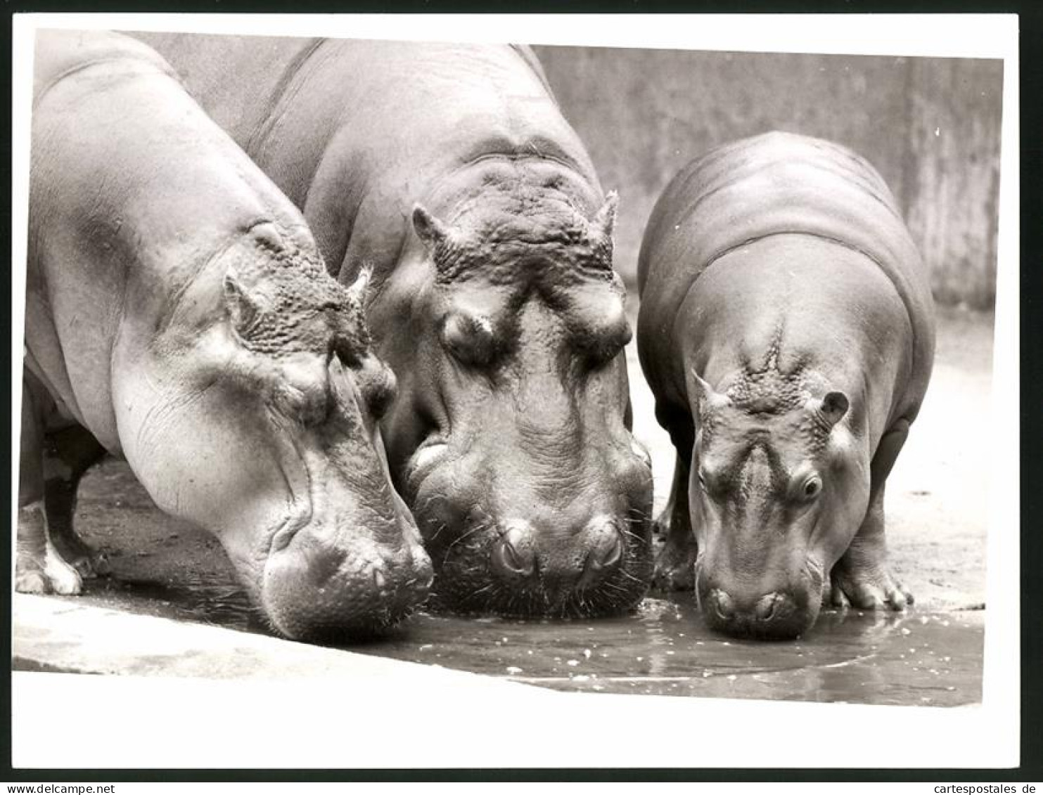 Fotografie Nilpferde - Flusspferde In Einem Zoo-Gehege  - Sonstige & Ohne Zuordnung