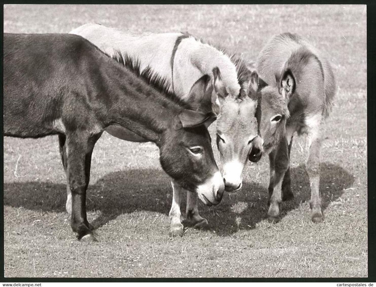 Fotografie Esel Im Zoologischen Garten Hannover Stecken Die Köpfe Zusammen  - Other & Unclassified