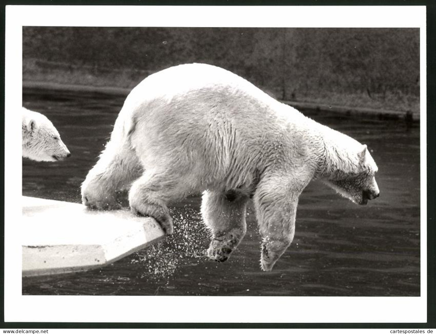 Fotografie Eisbär Springt In Wassergraben Von Einem Zoogehege  - Autres & Non Classés