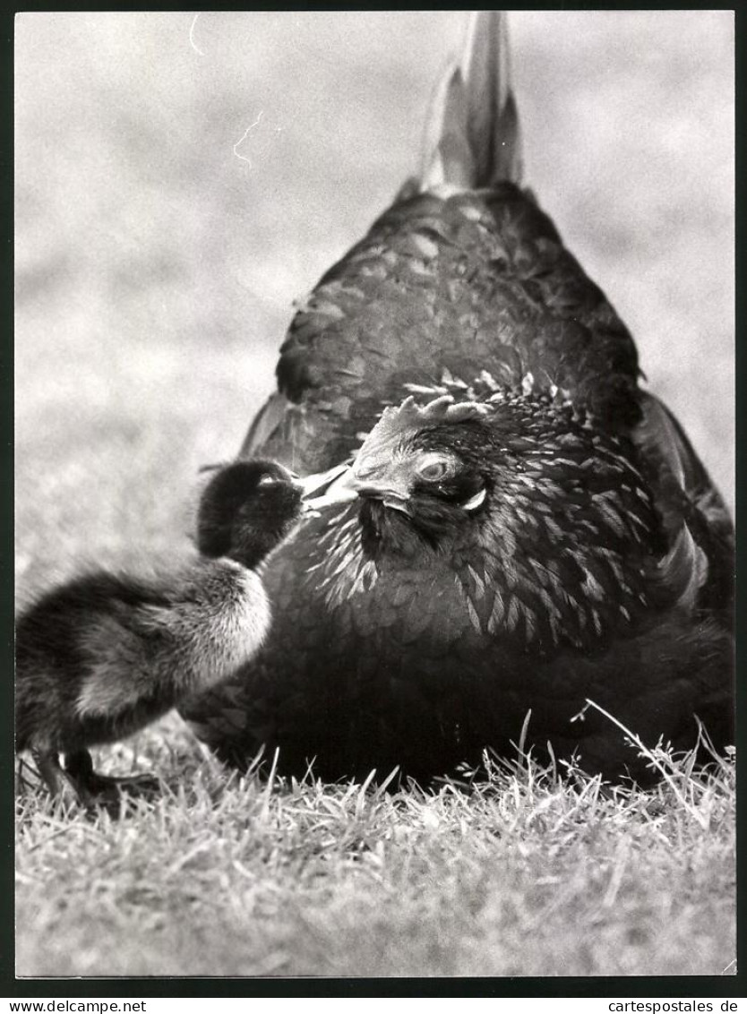 Fotografie Entenküken Bettelt Bei Huhn Um Futter  - Other & Unclassified