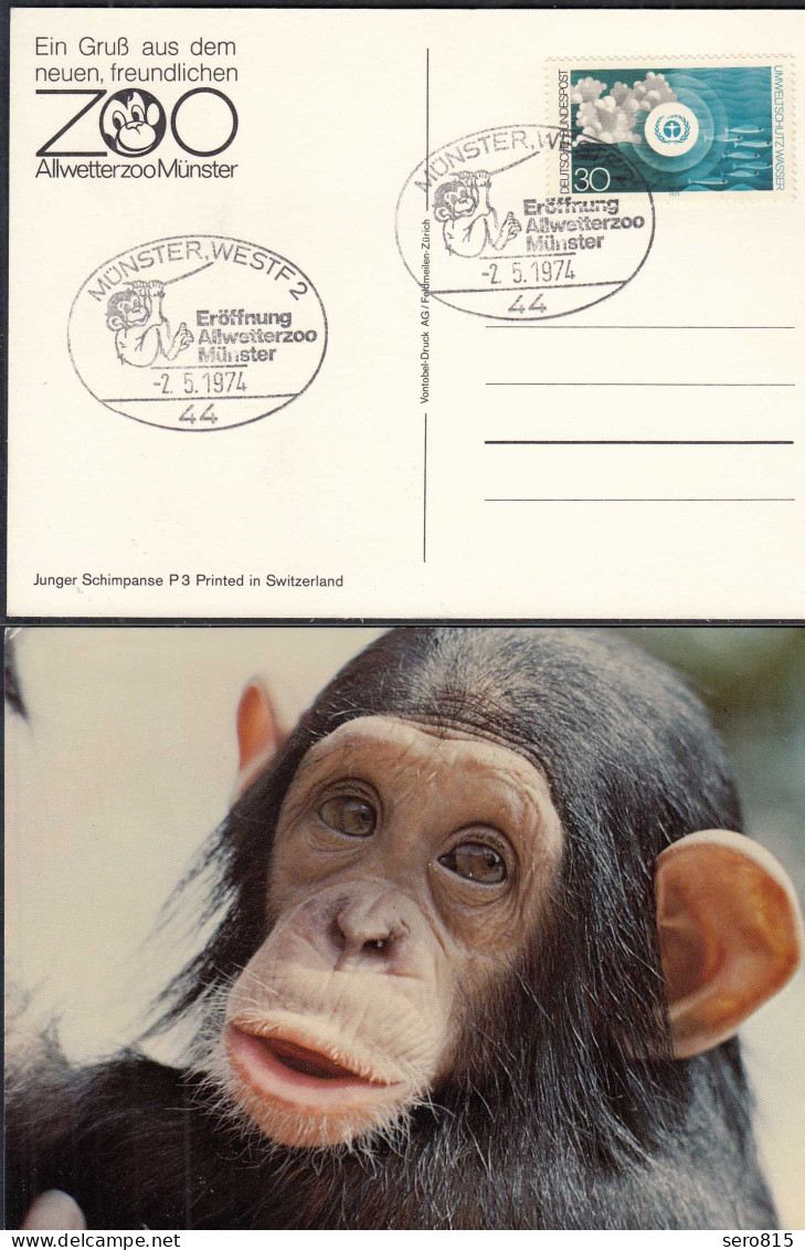 AK Schimpanse + SST Eröffnung Allwetter-Zoo Münster  2.5.1974   (32726 - Autres & Non Classés
