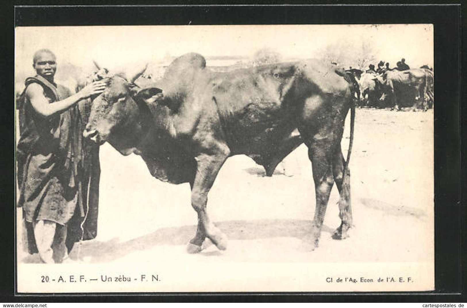 AK A. E. F. Un Zébu, Afrikaner Mit Einem Ochsen  - Kühe
