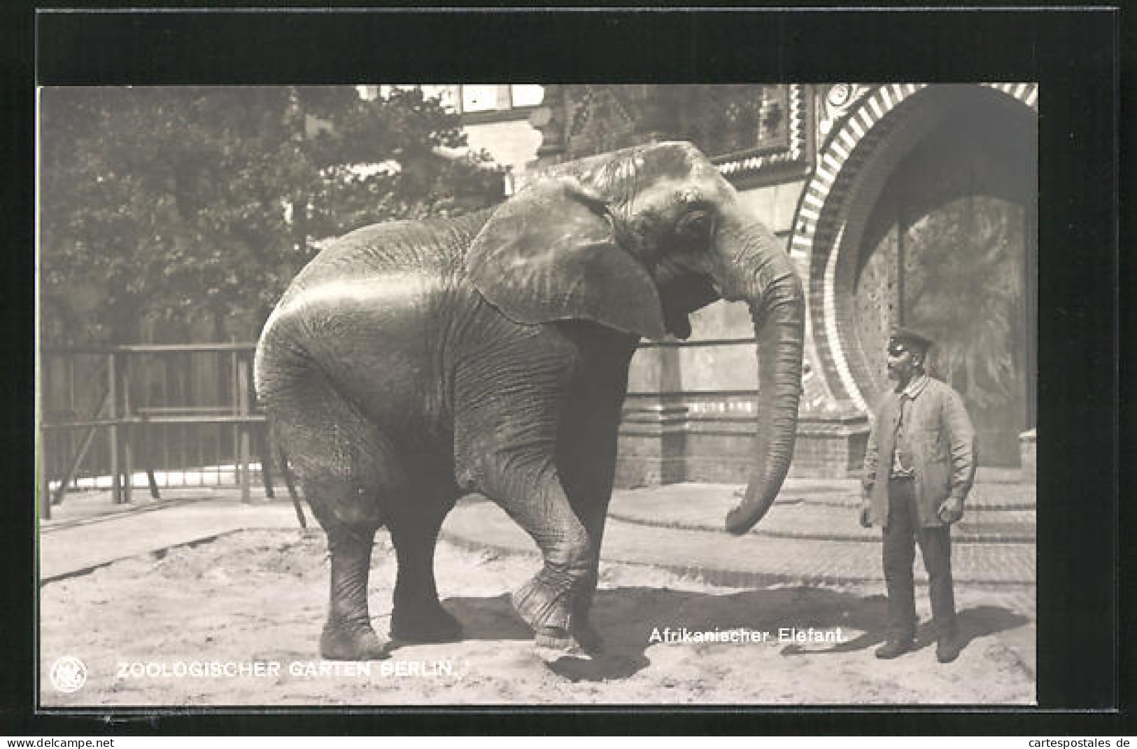 AK Berlin, Zoologischer Garten, Afrikanischer Elefant  - Elephants