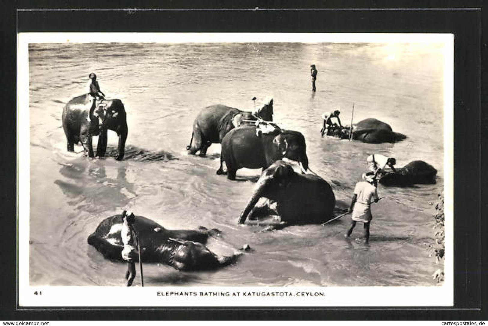 AK Katugastota /Ceylon, Elephants Bathing, Badende Elefanten  - Elephants