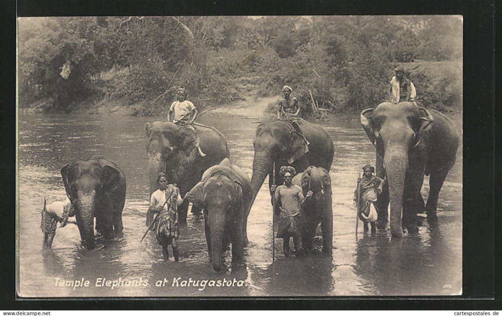 AK Katugastota, Temple Elephants, Tempelelefanten  - Éléphants