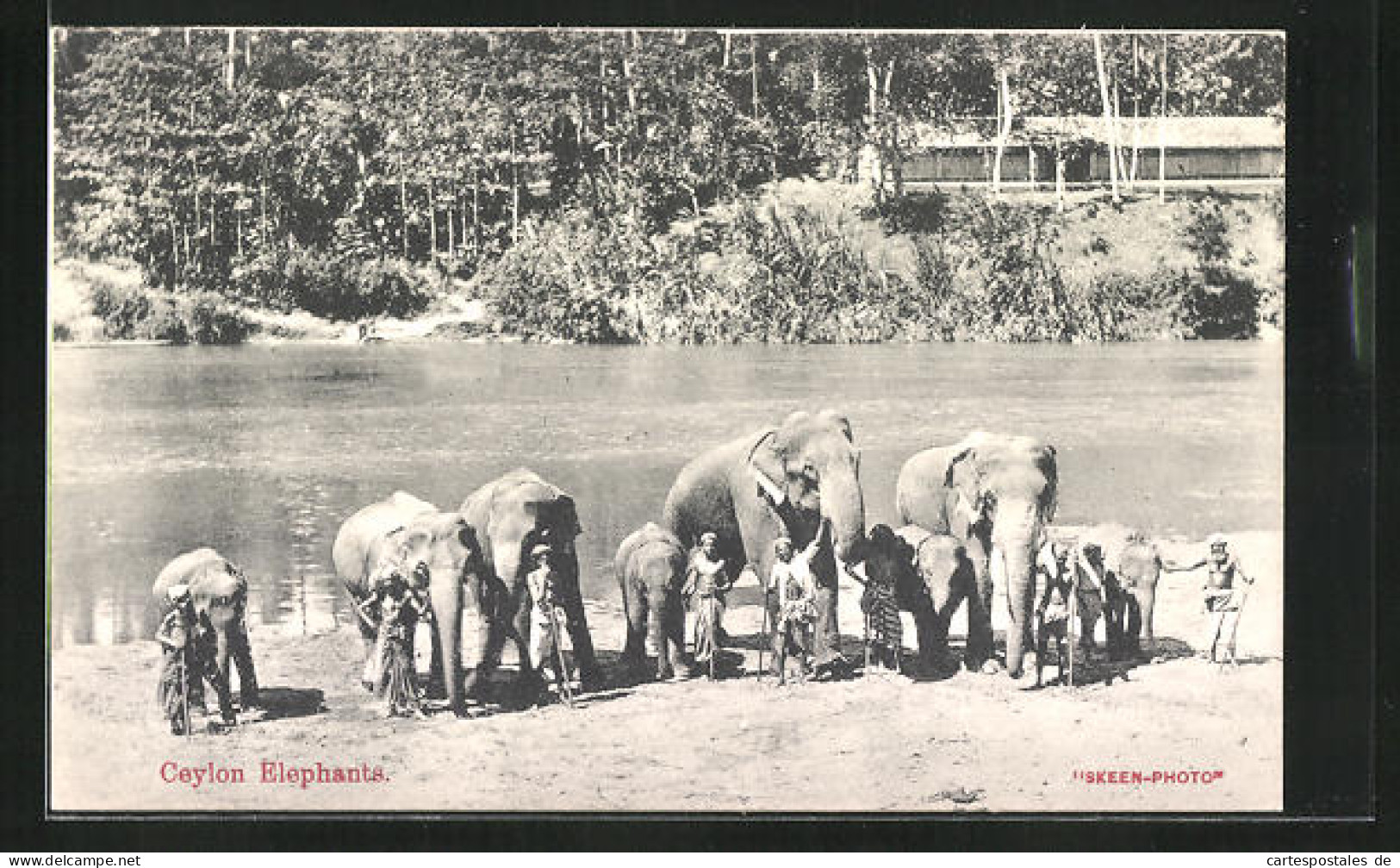 AK Ceylon, Ceylon Elephants, Singhalesen Mit Elefanten  - Éléphants