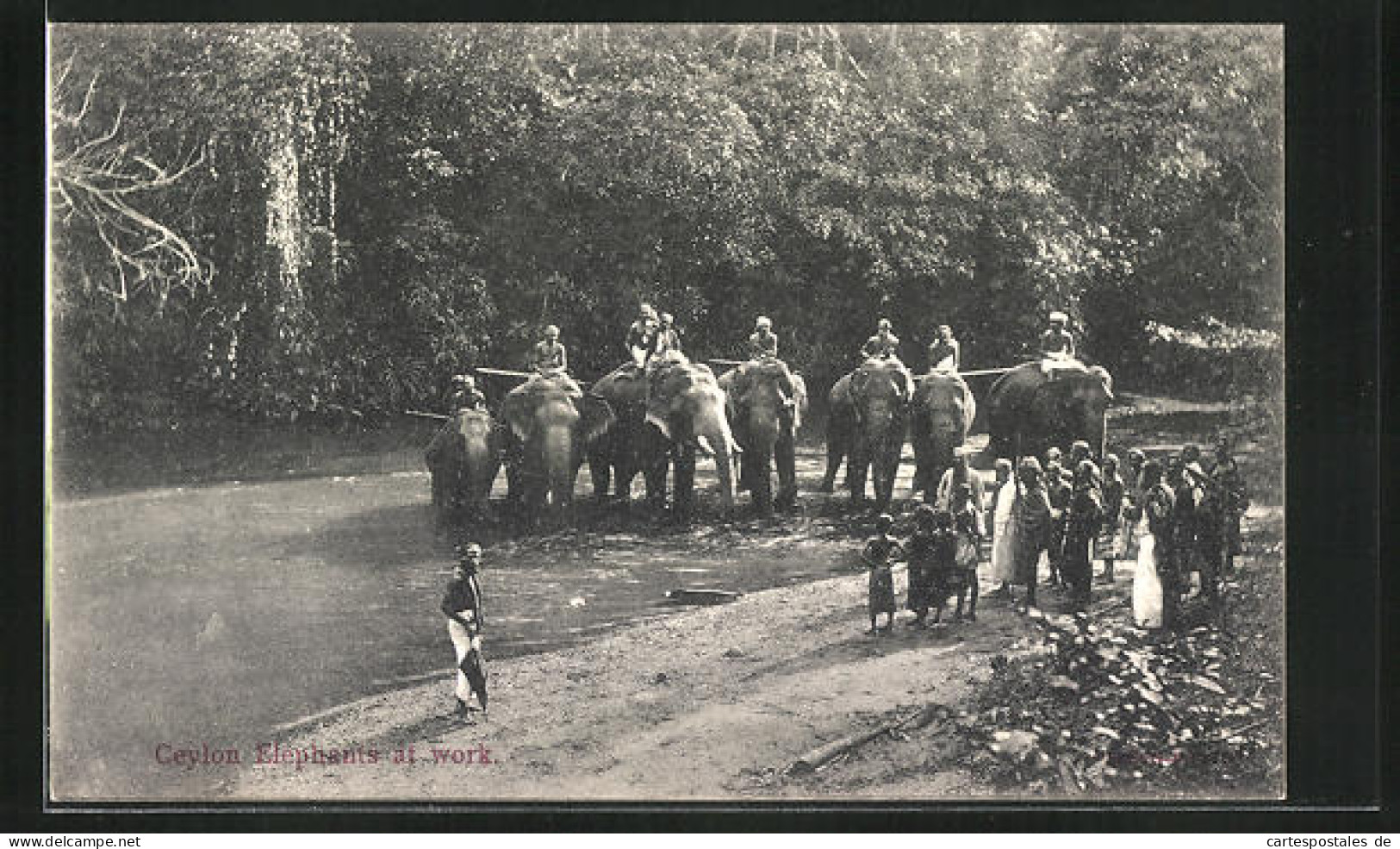 AK Ceylon, Elephants At Work, Elefanten Bei Der Arbeit  - Elephants