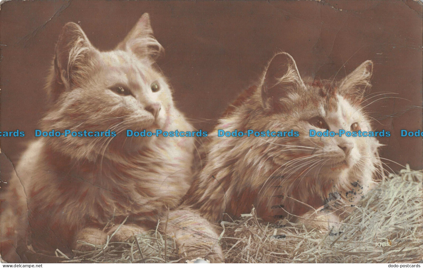 R101574 Cats. Old Photography. 1916 - Monde
