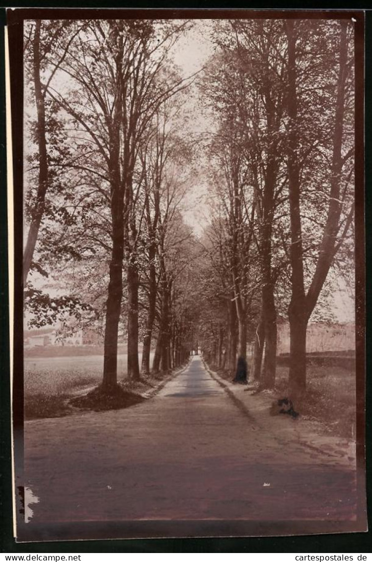 Fotografie Brück & Sohn Meissen, Ansicht Wechselburg / Mulde, Blick In Die Allee Unter Den Linden  - Lugares