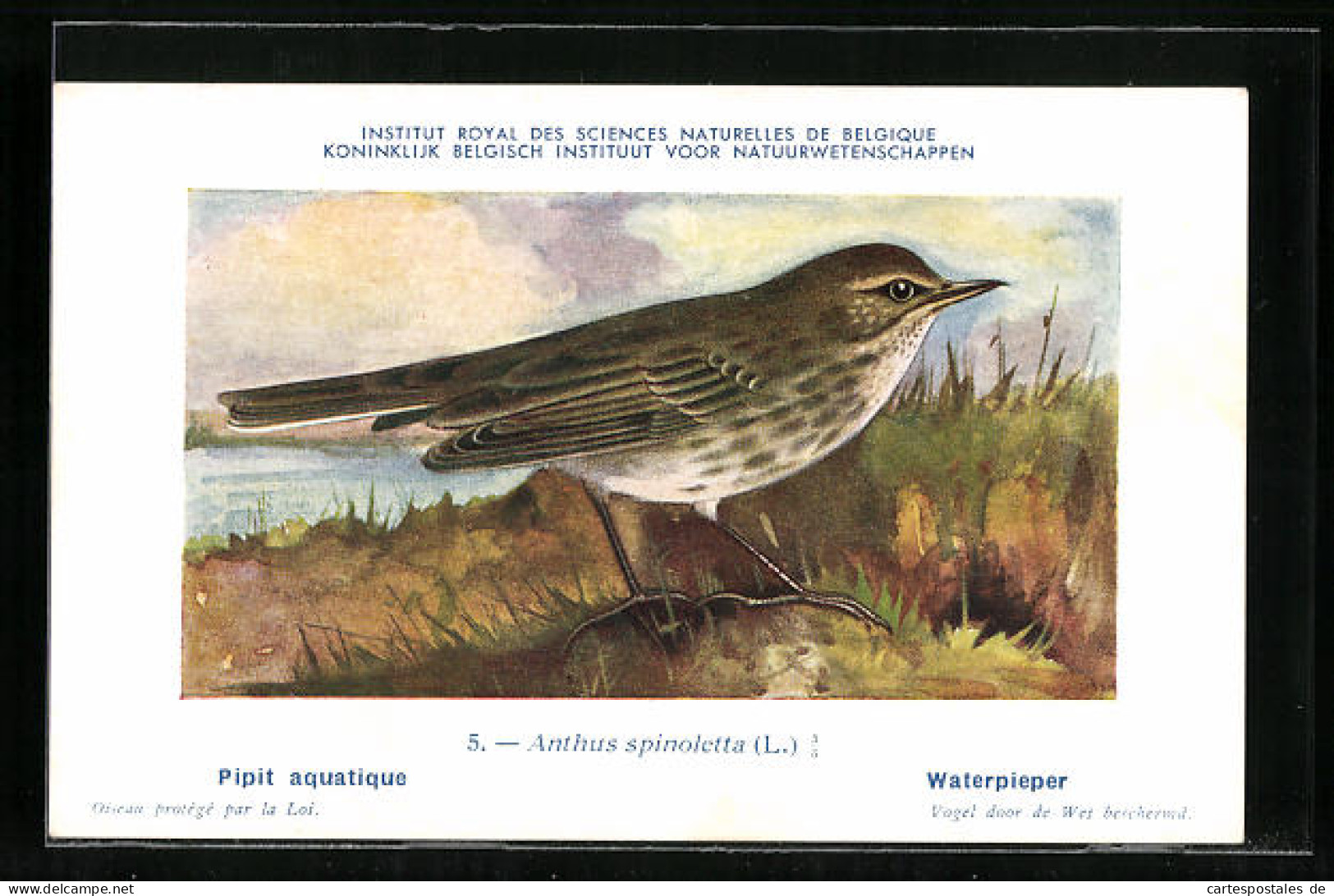 Künstler-AK Hubert Dupond: Pipit Aquatique, Anthus Spinoletta, Vogel  - Oiseaux