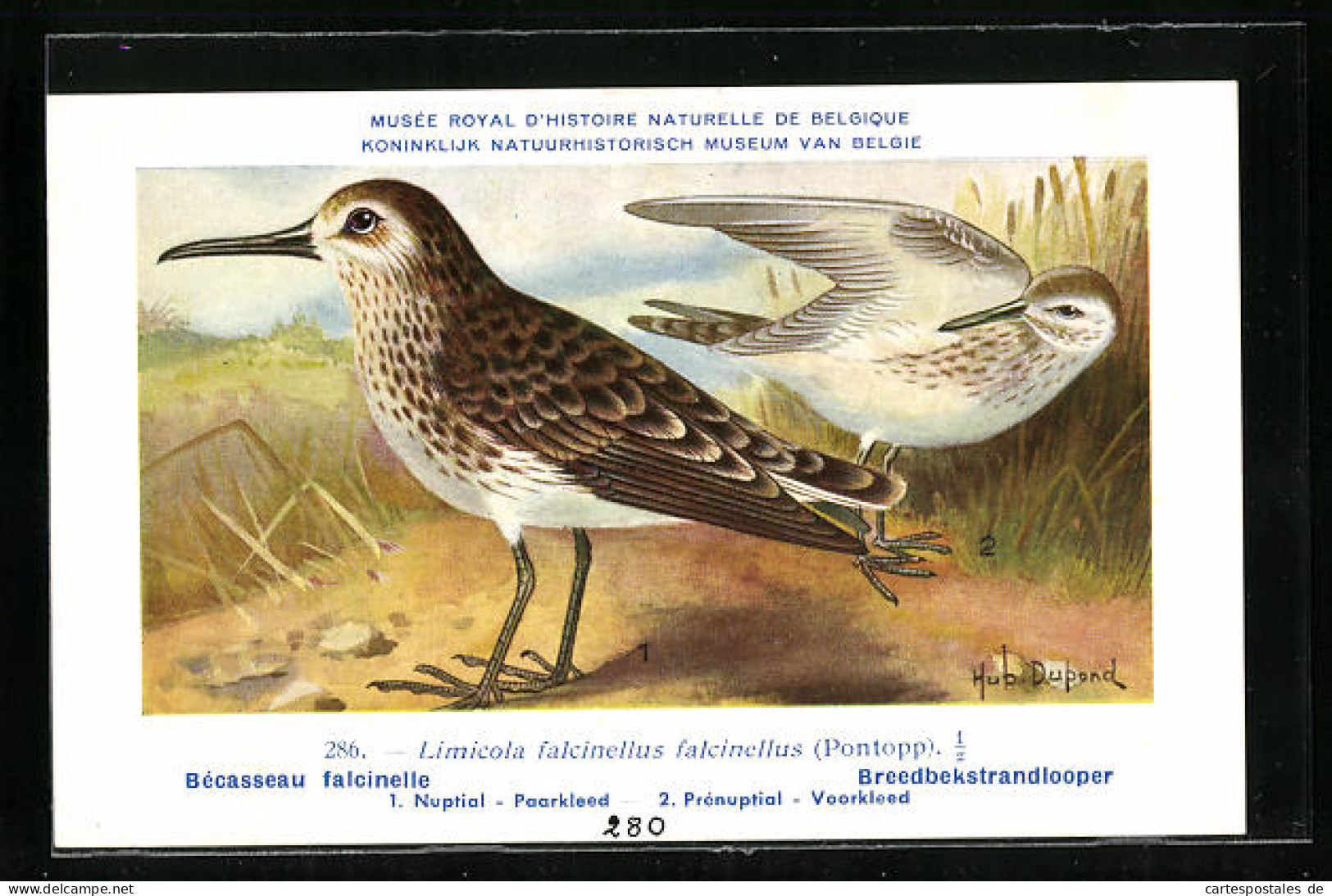 Künstler-AK Hubert Dupond: Bécasseau Falcinelle, Limicola Falcinellus Falcinellus, Nuptial, Prénuptial, Vögel  - Oiseaux