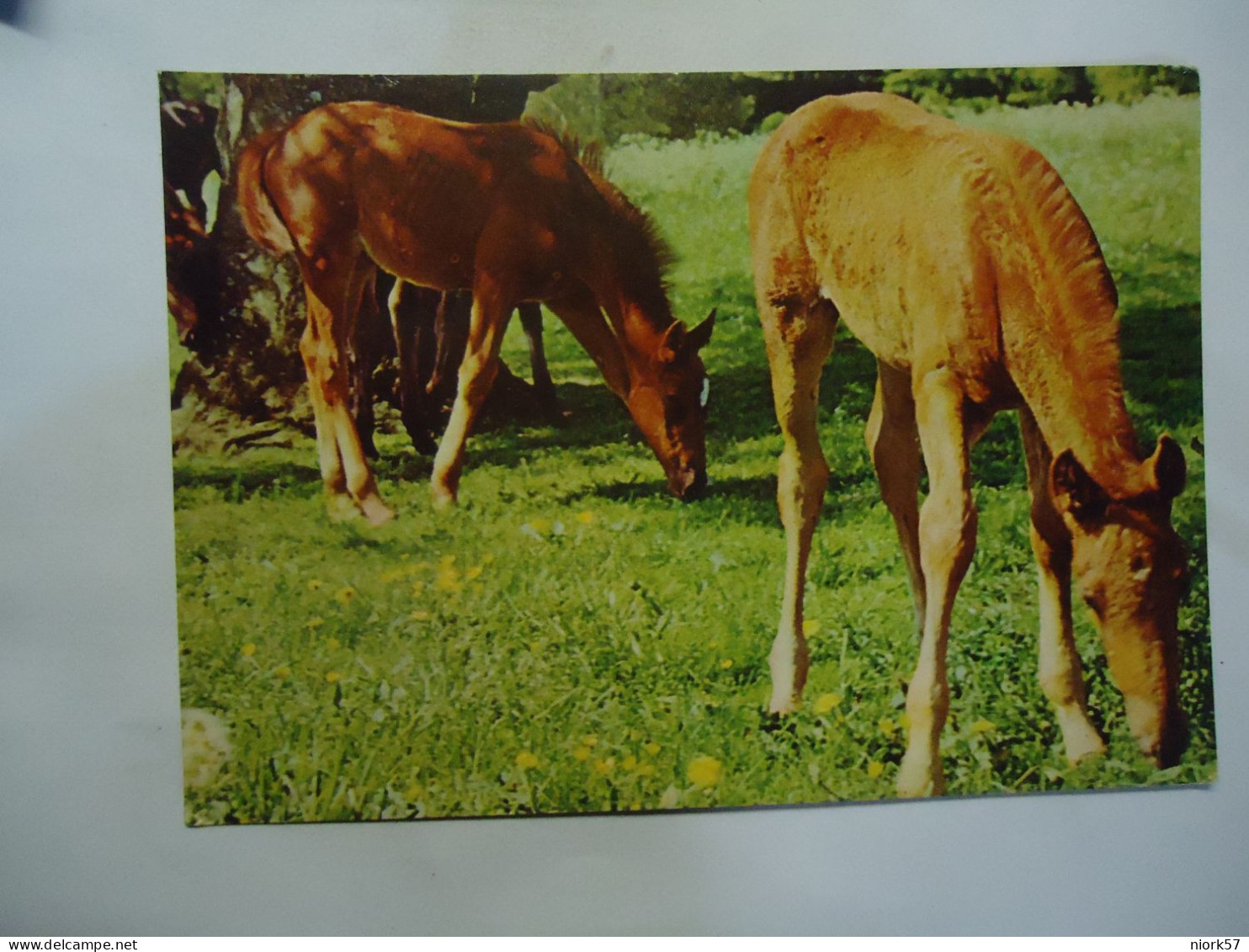 GERMANY  POSTCARDS ANIMALS HORSHES - Chevaux